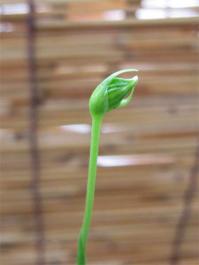 サギ草青葉の花芽